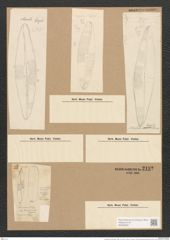 Scoliopleura tumida (Breb.) Rabh. (de-Toni-Nr.: Genus 14, Species 1108) Zeichnungen Sammlung Grunow Nr. 2192 (NHMW-BOT-W0369265)
